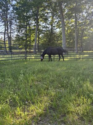 Grazing in Meadow